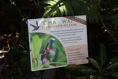 Clermontia peleana