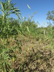 Bouteloua barbata barbata