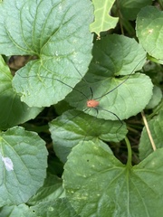 Leiobunum politum