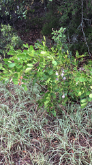 Dermatophyllum secundiflorum