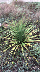 Dasylirion texanum