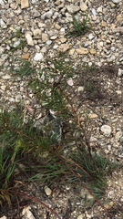 Stillingia texana