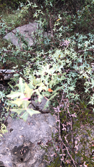 Berberis trifoliolata