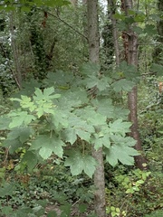 Acer pseudoplatanus