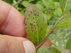 Naohidemyces vacciniorum