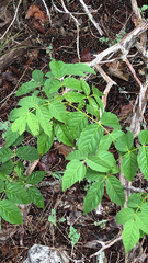Ungnadia speciosa