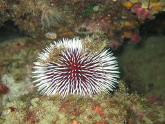 Sphaerechinus granularis