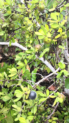 Diospyros texana