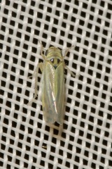 Zyginidia pullula