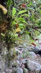 Masdevallia ustulata