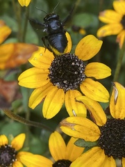 Megachile xylocopoides