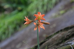 Hippeastrum
