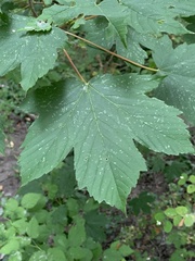 Acer pseudoplatanus