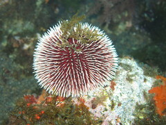 Sphaerechinus granularis