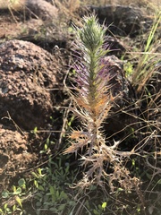 Eryngium leavenworthii