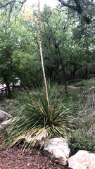 Dasylirion texanum