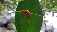 Masdevallia ustulata