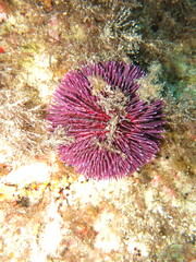 Sphaerechinus granularis