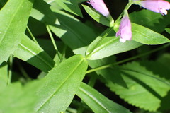 Physostegia
