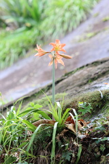 Hippeastrum