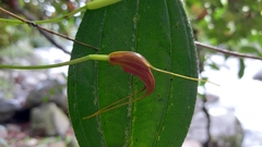 Masdevallia ustulata