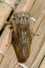 Idiocerus stigmaticalis