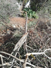 Bradypodion gutturale