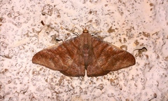 Sphacelodes vulneraria