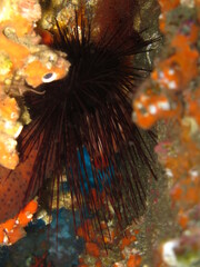 Centrostephanus longispinus