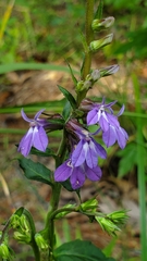Lobelia puberula