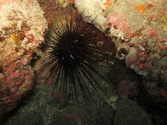 Centrostephanus longispinus