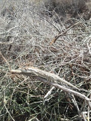 Bradypodion gutturale