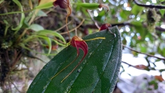 Masdevallia ustulata