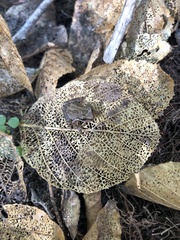 Pseudacris hypochondriaca