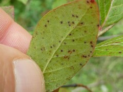 Naohidemyces vacciniorum