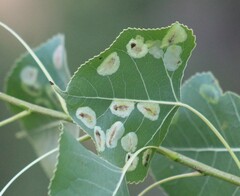 Phyllocnistis populiella