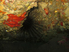 Centrostephanus longispinus