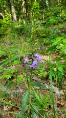 Lobelia puberula