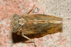 Idiocerus stigmaticalis