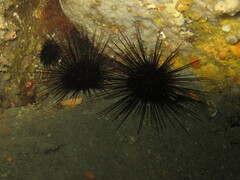 Centrostephanus longispinus