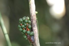 Chamaedorea seifrizii