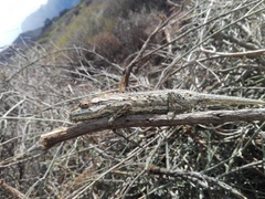 Bradypodion gutturale