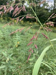 Sorghum halepense