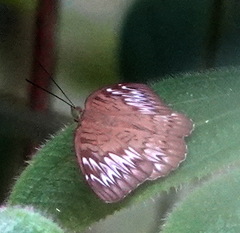 Tanaecia pelea