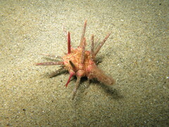 Stylocidaris affinis