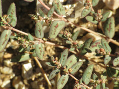 Euphorbia abramsiana