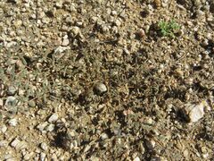 Euphorbia abramsiana