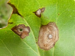 Gracillaria syringella