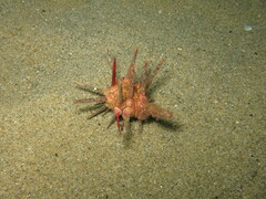 Stylocidaris affinis