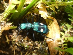 Pseudoxycheila tarsalis